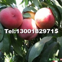 春美（突圍）桃