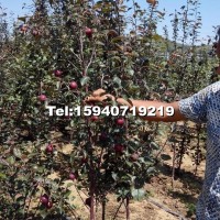 遼寧紅肉蘋(píng)果苗