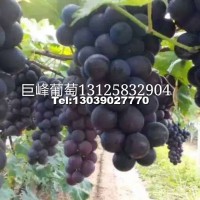 巨峰葡萄苗