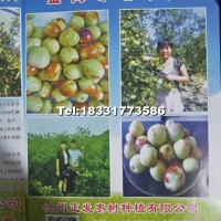 棗樹苗（金梅棗）