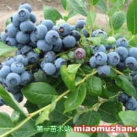 來克西藍(lán)莓苗