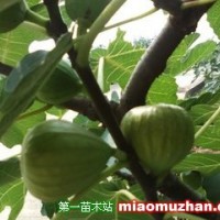 無花果苗