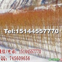 占地耐寒抗寒桃樹(shù)苗