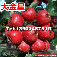 山西運(yùn)城絳縣大金星山楂果