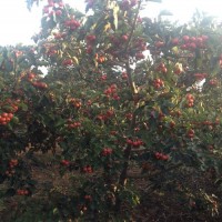 山楂樹