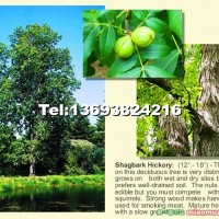 小糙皮山核桃嫁接苗