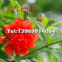 牡丹石榴苗