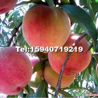 艷紅桃樹(shù)苗