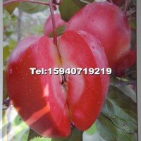 新疆紅肉蘋(píng)果苗