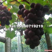 新疆葡萄苗