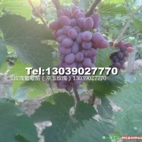 金玉玫瑰葡萄苗