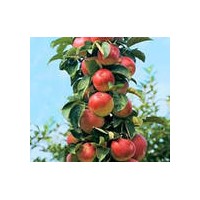 蘋果樹