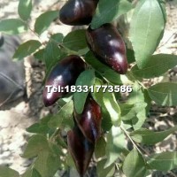 悠悠8月中旬成熟