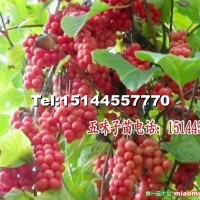 五味子苗