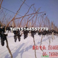 集安冰葡萄苗