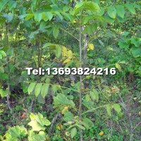 美國黑核桃速生型嫁接苗