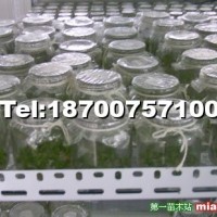 吉塞拉5號試管苗