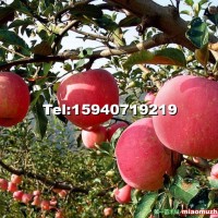 岳陽紅蘋果苗