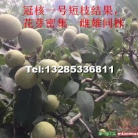 薄皮核桃苗，冠核一號核桃苗