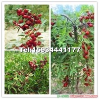 農(nóng)大鈣果苗