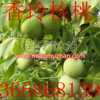 香玲核桃苗