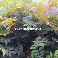 美國山核桃嫁接苗