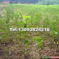 歐洲甜櫻桃嫁接苗