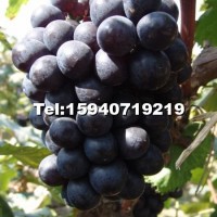 遼峰葡萄苗
