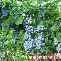 藍(lán)莓苗