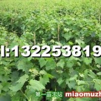 超級無核葡萄苗