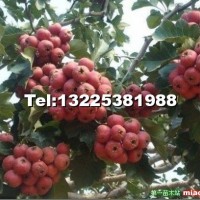 山楂苗，山楂苗批發(fā)，優(yōu)質(zhì)山楂苗