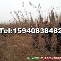 內(nèi)蒙古榛子苗