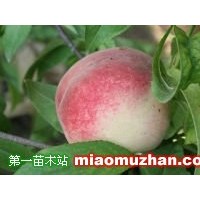 晚熟桃
