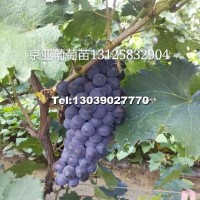 京亞葡萄苗