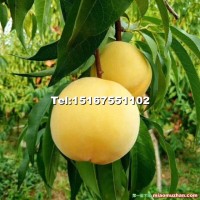 水果苗——黃桃