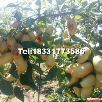 子彈頭，8月份成熟