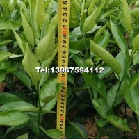 桔苗品種（明日見，阿思蜜）