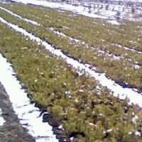 樟子松營養(yǎng)杯苗