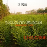 國槐苗