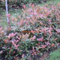 紅葉石楠容器苗