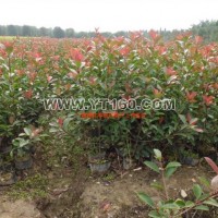 紅葉石楠容器苗