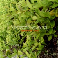 金森女貞容器苗