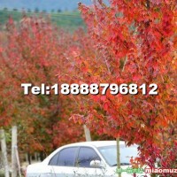 美國紅楓(紅花槭)