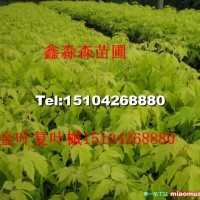金葉復(fù)葉槭小苗