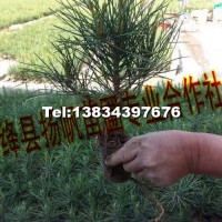 白皮松小苗