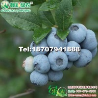 南方燦爛（兔眼藍莓）