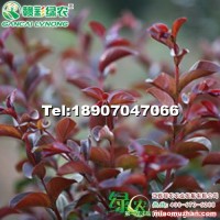美國紅葉紅花紫薇