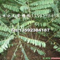 叢生分支紫穗槐