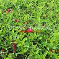 紅王子錦帶小苗