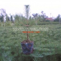 樟子松營養(yǎng)缽苗